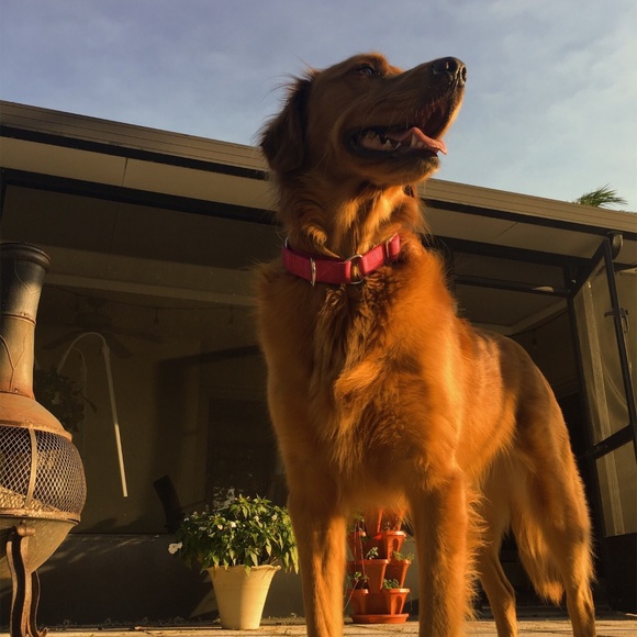 Meet your Posher, Alexandra - Picture 2 of 4